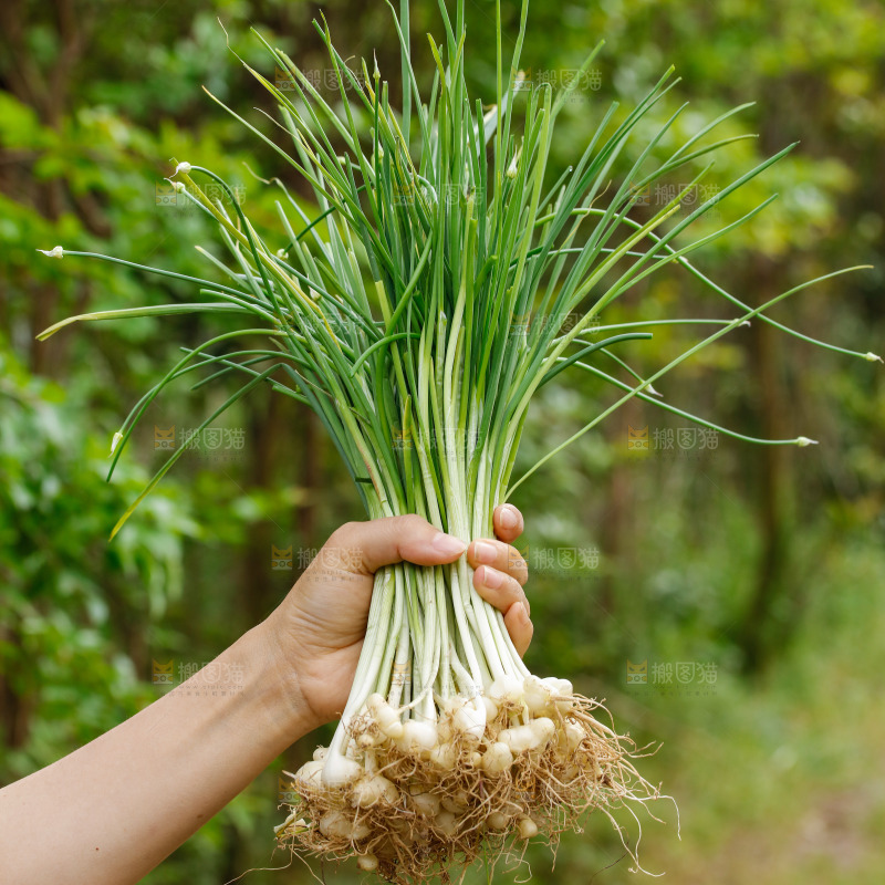 手里拿着新鲜野葱