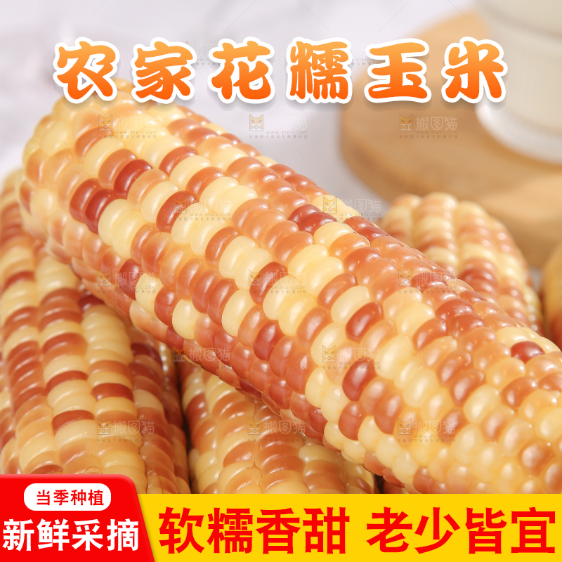 浅底上的花糯小玉米