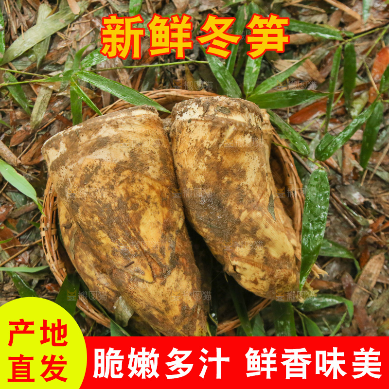 地里的黄泥冬笋