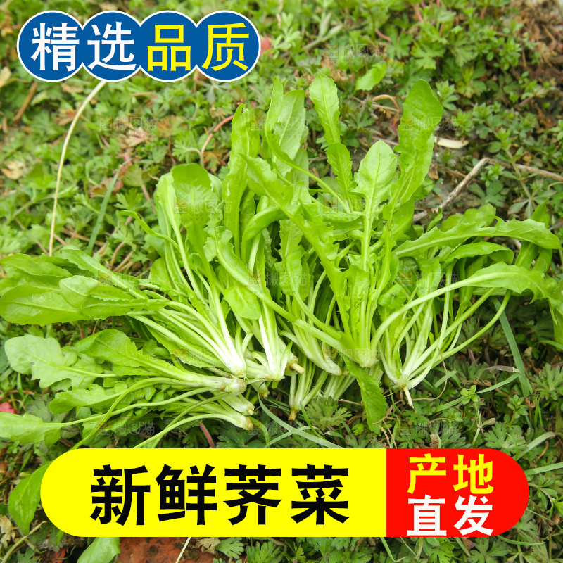 手里拿着荠菜