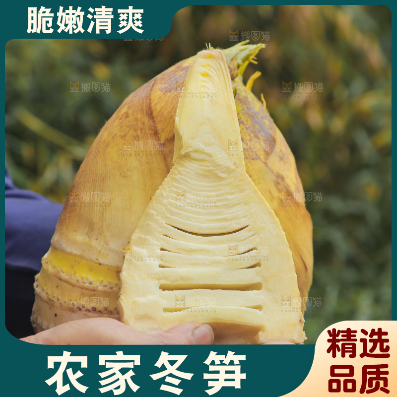 手里拿着冬笋