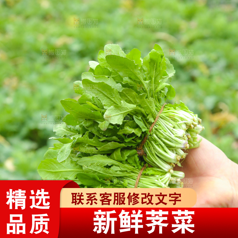 手里拿着地菜