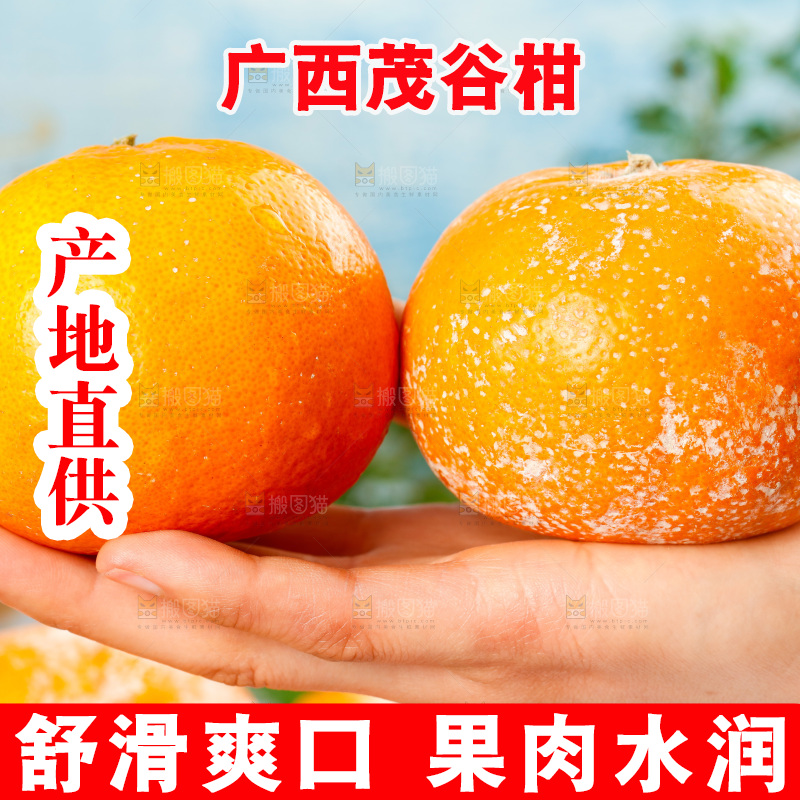 浅底上的茂谷柑