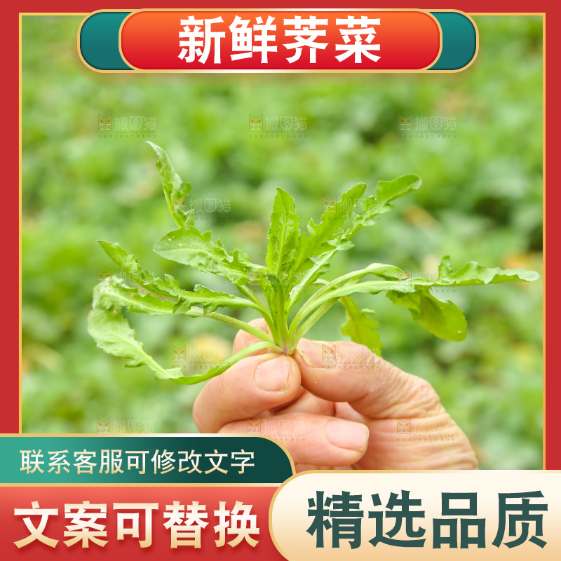 手里拿着荠菜