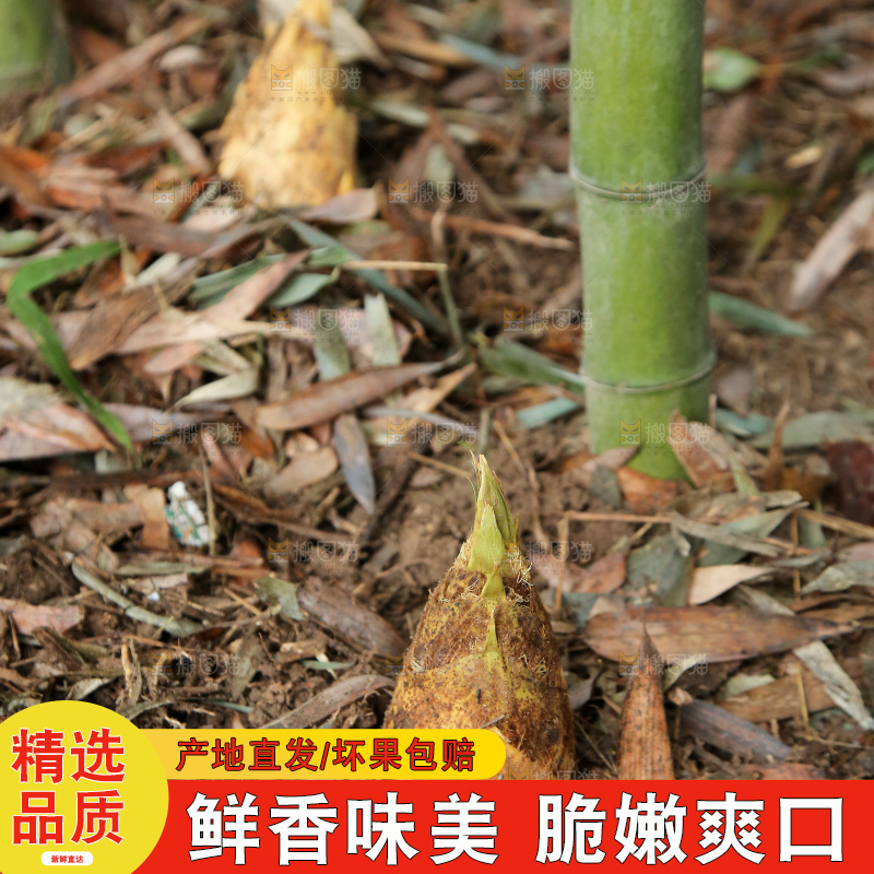 地里的黄泥冬笋