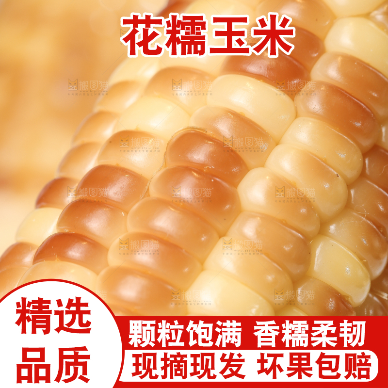 浅底上的花糯小玉米