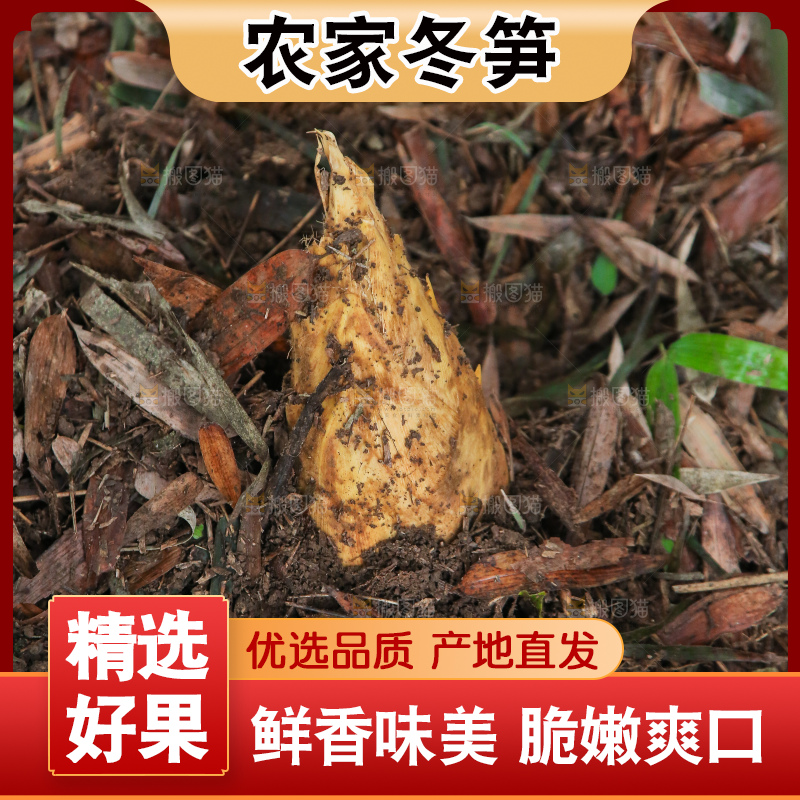 地里的黄泥冬笋