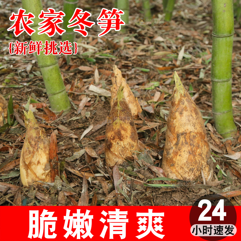 地里的黄泥冬笋