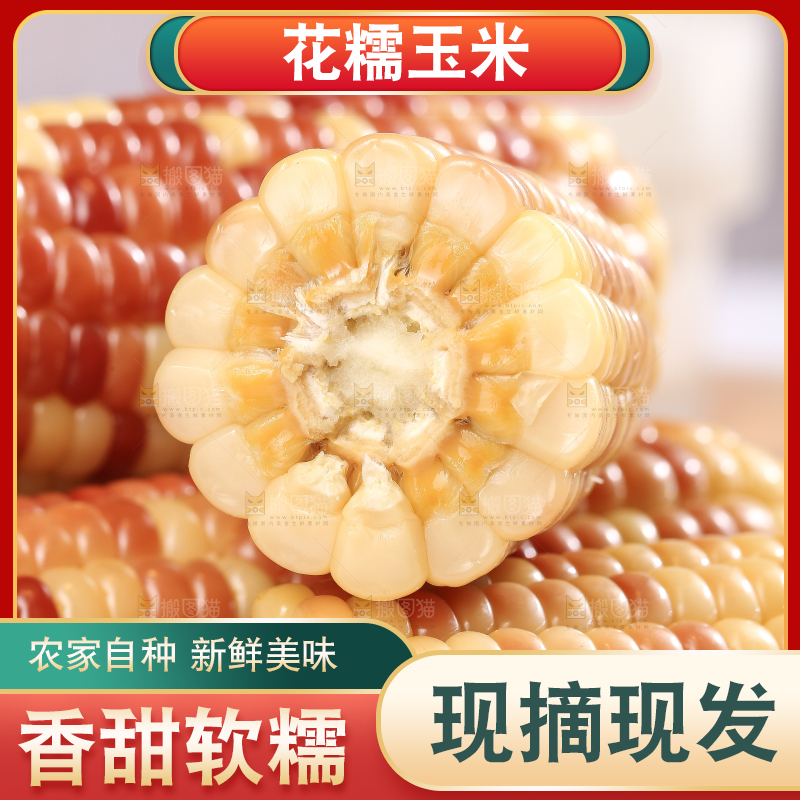 浅底上的花糯小玉米