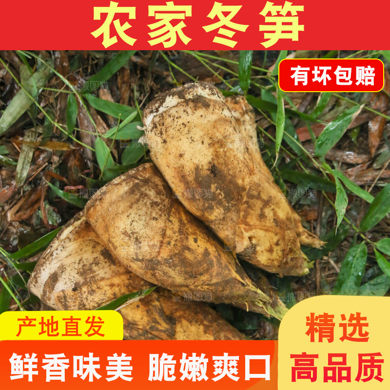 地里的黄泥冬笋