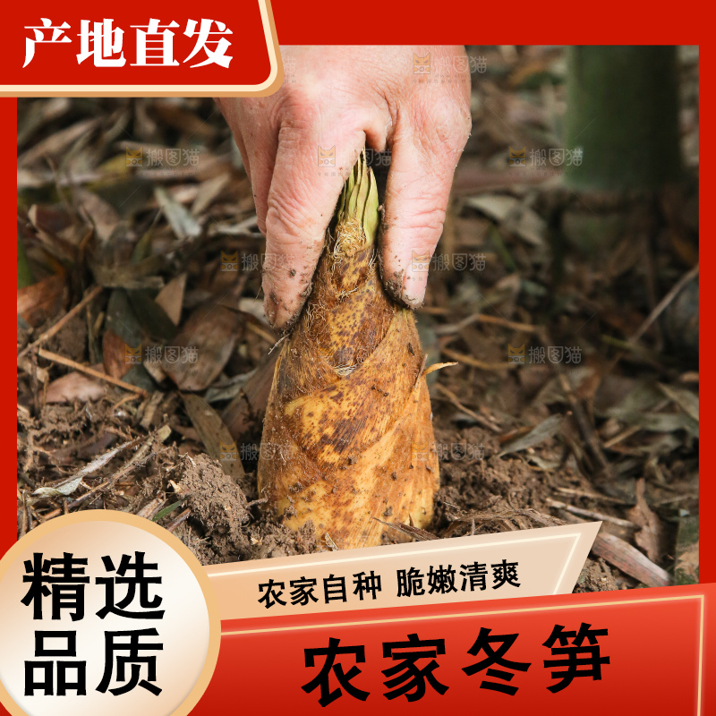 地里的黄泥冬笋