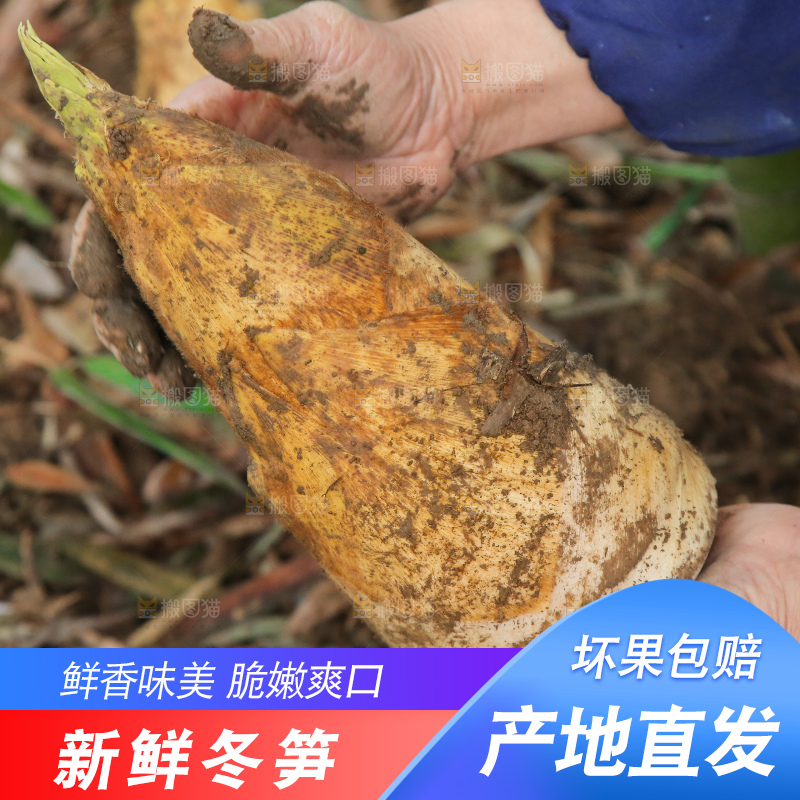 地里的黄泥冬笋