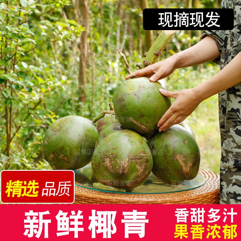 手里拿着椰青