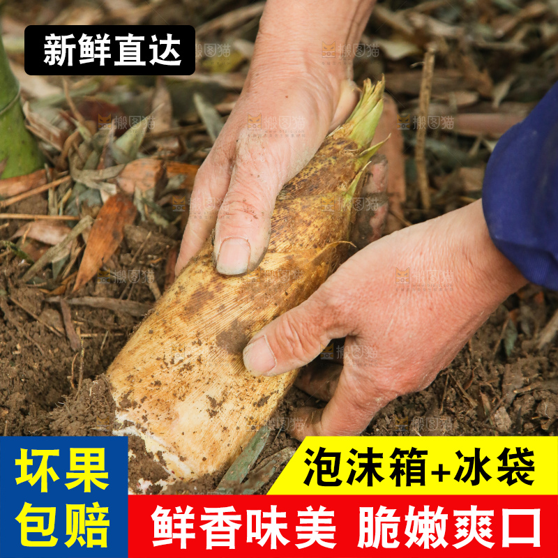 地里的黄泥冬笋