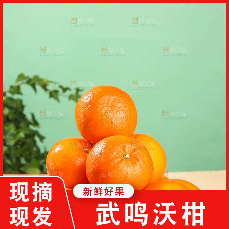 浅底上的武鸣沃柑