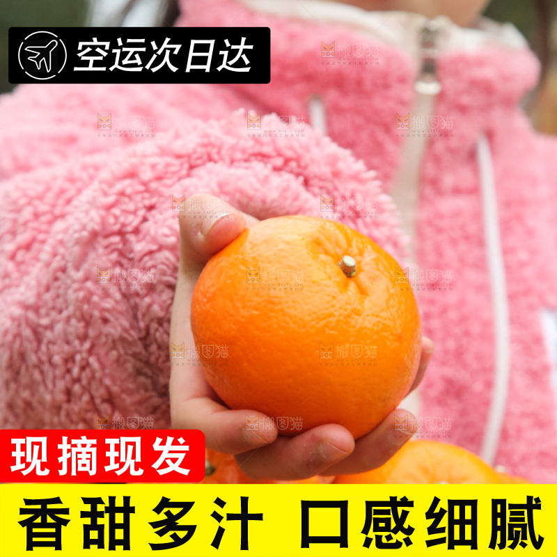手里拿着武鸣沃柑
