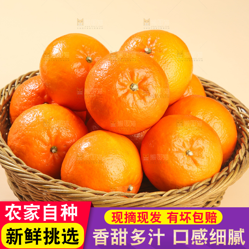 浅底上的武鸣沃柑
