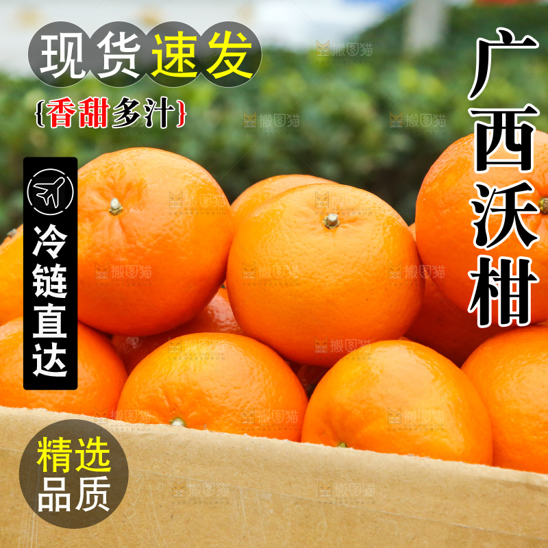 手里拿着武鸣沃柑