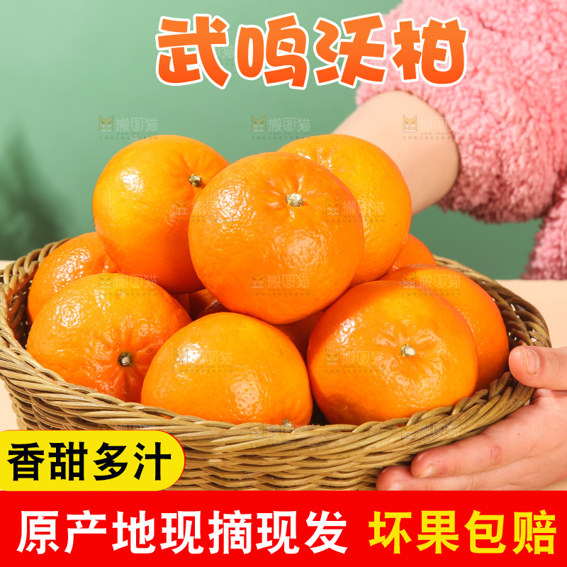 浅底上的武鸣沃柑