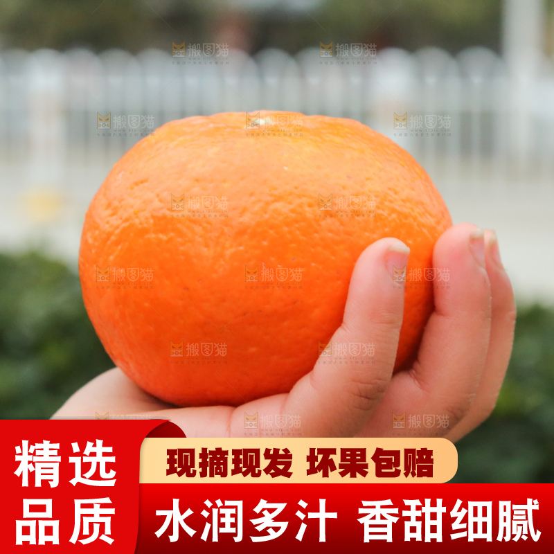 手里拿着武鸣沃柑