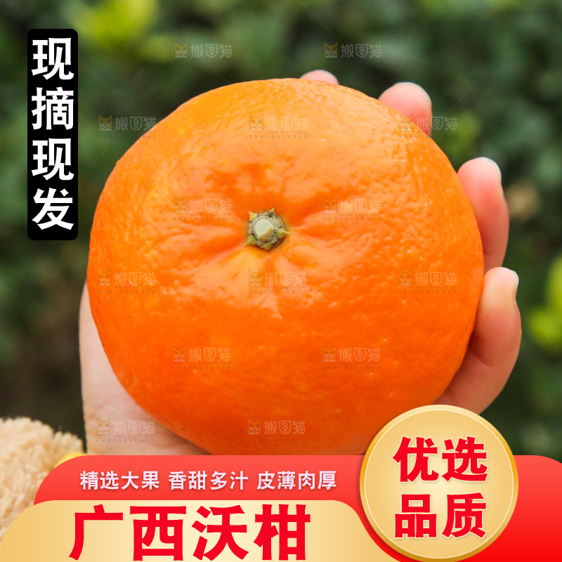手里拿着武鸣沃柑