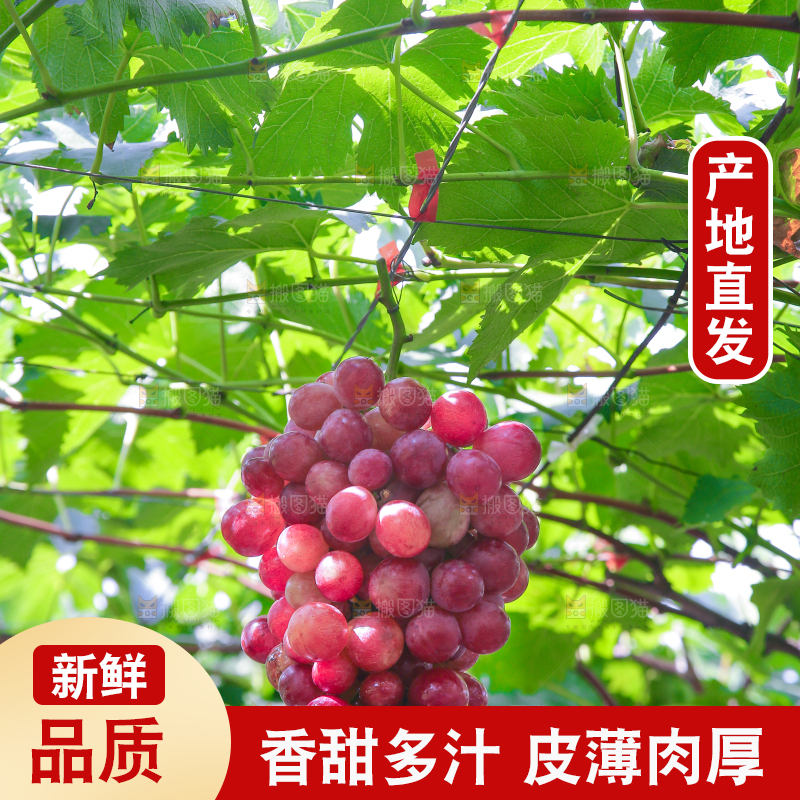 藤上的新鲜葡萄