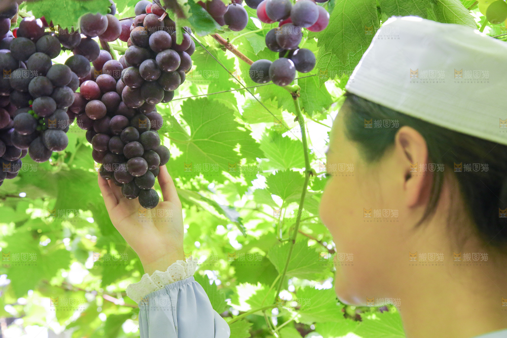 手里拿着新鲜紫葡萄