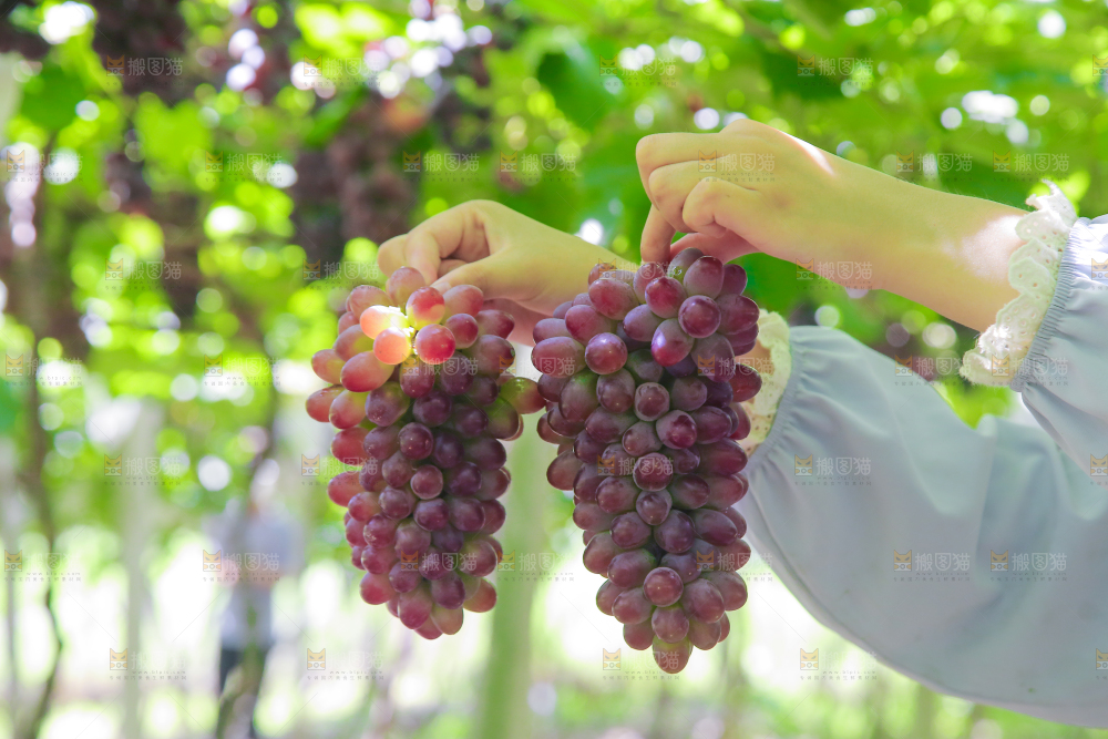 手里拿着茉莉香葡萄