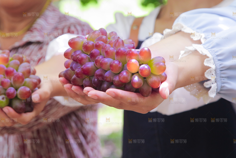 手里拿着茉莉香葡萄