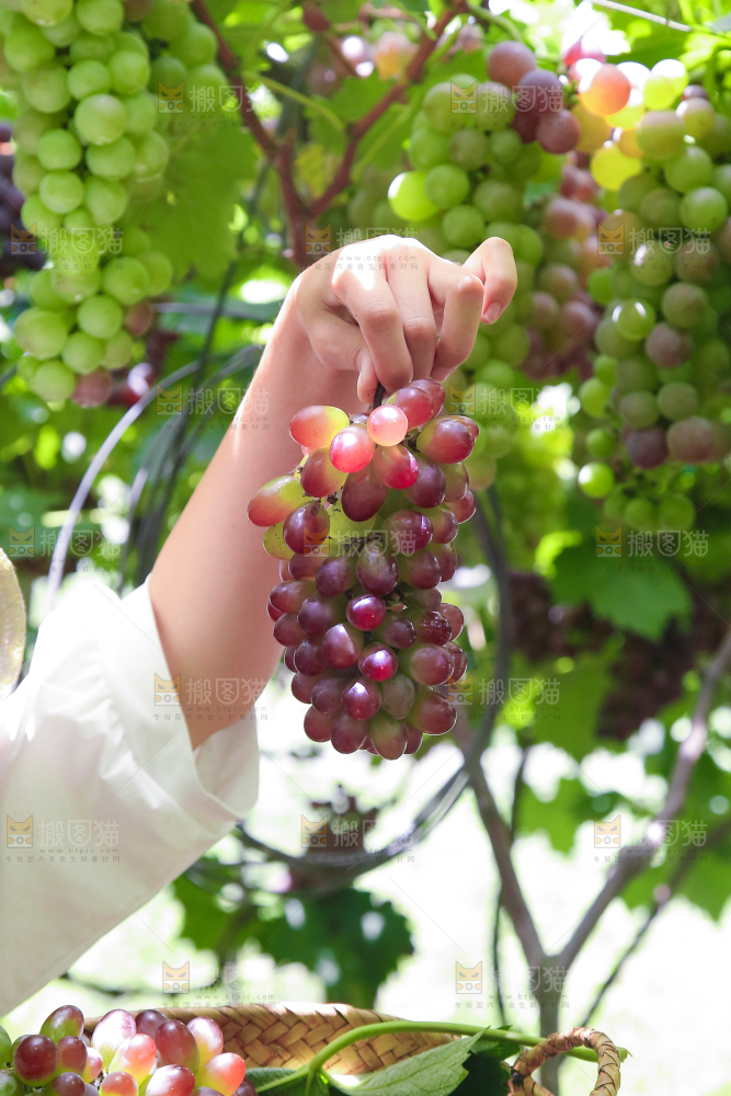 手里拿着茉莉香葡萄