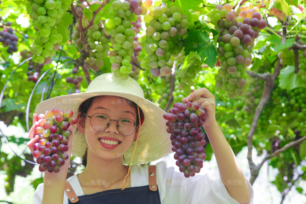 手里拿着茉莉香葡萄
