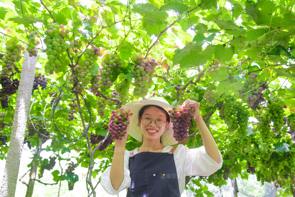 手里拿着茉莉香葡萄