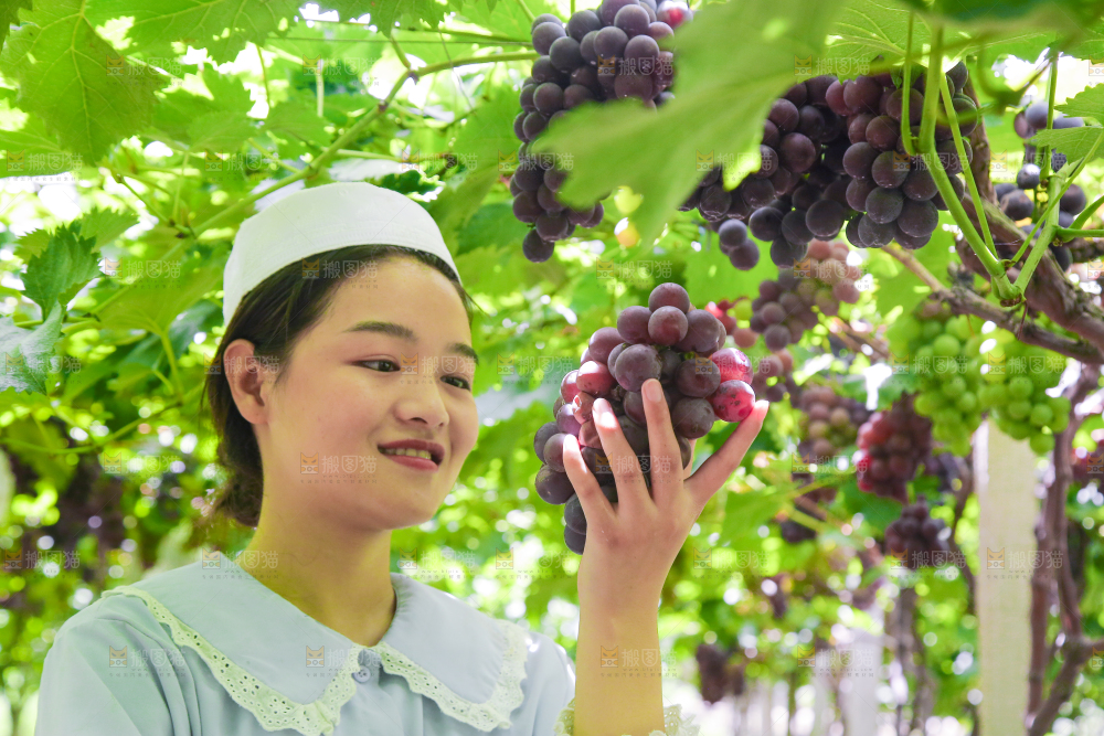 手里拿着新鲜紫葡萄