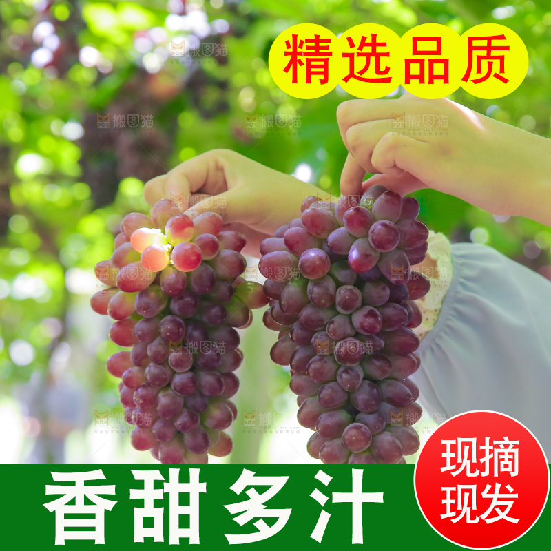 手里拿着茉莉香葡萄