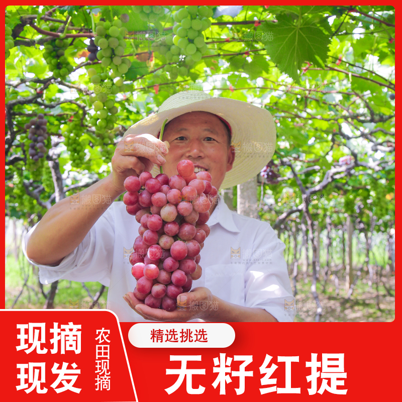 手里拿着新鲜葡萄