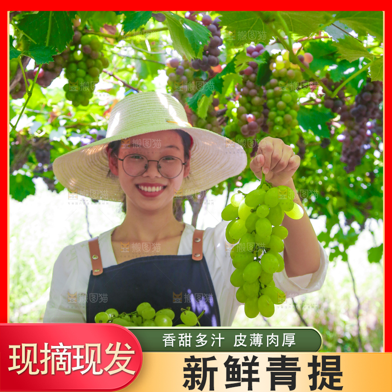 手里拿着青提