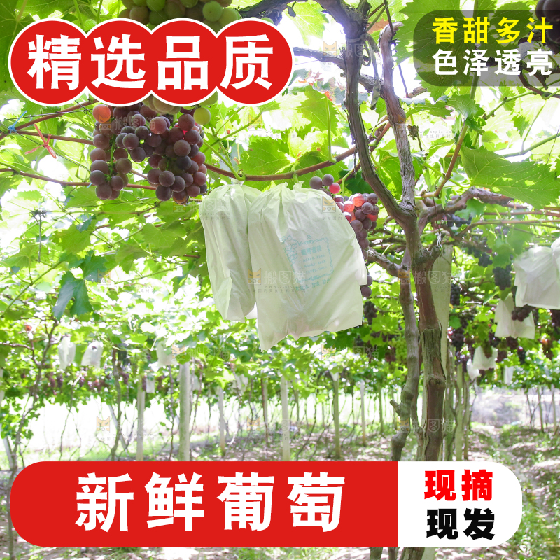 藤上的新鲜葡萄
