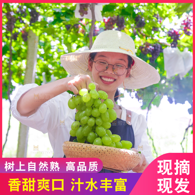 手里拿着青提