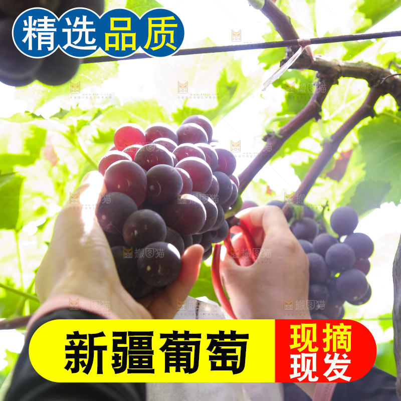 手里拿着新鲜紫葡萄