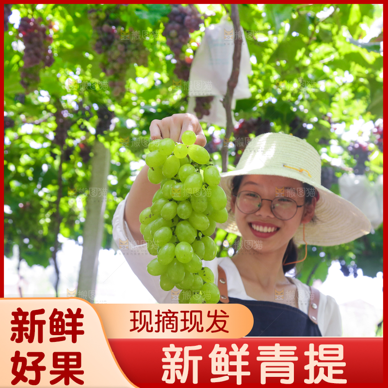 手里拿着青提