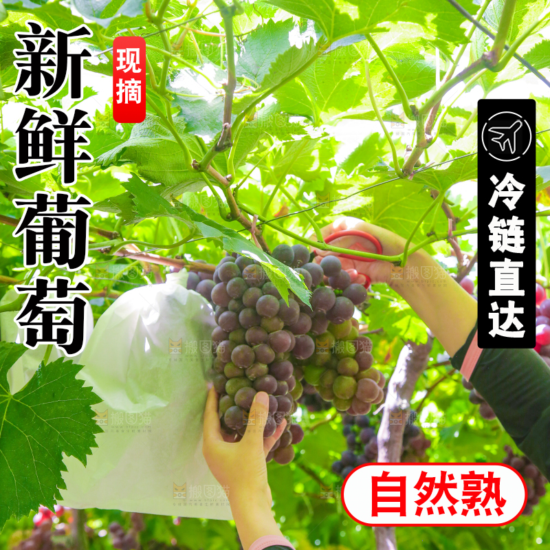 手里拿着新鲜紫葡萄
