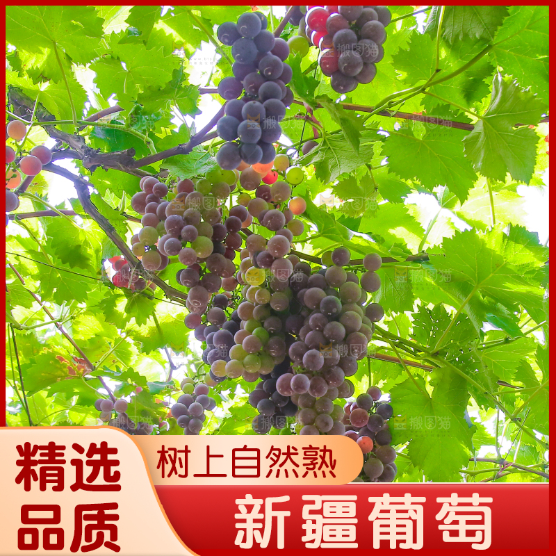 藤上的新鲜葡萄