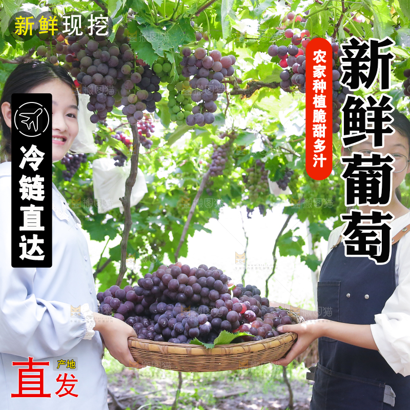 手里拿着新鲜紫葡萄