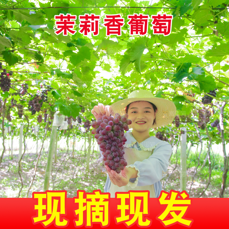手里拿着茉莉香葡萄