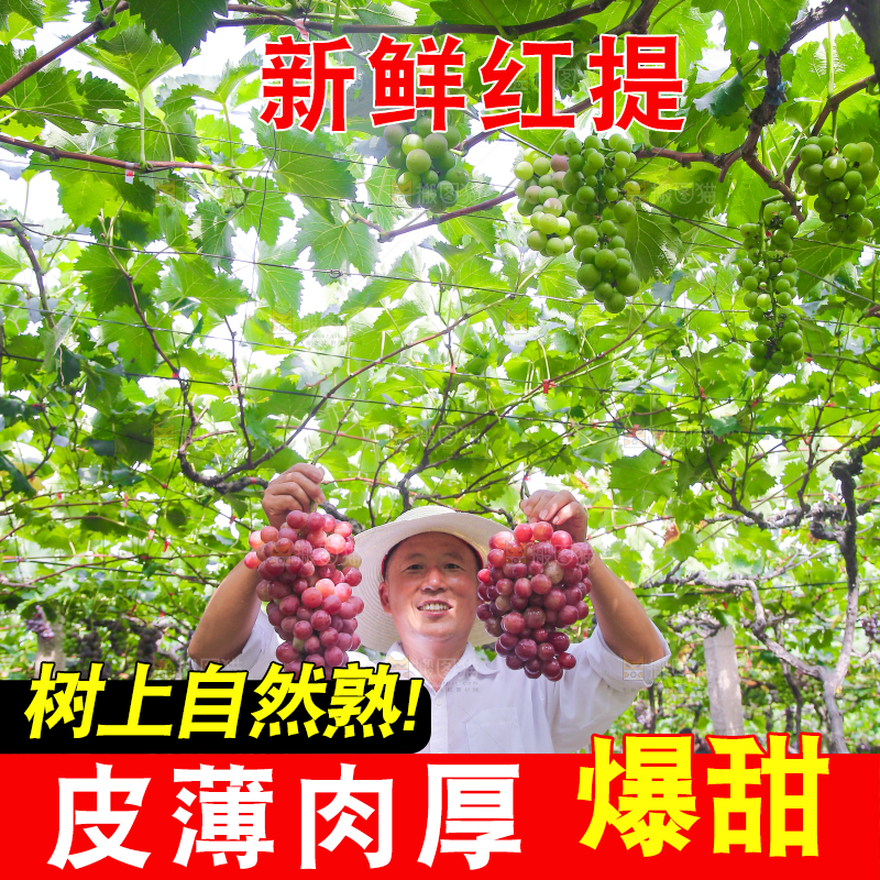 手里拿着新鲜葡萄