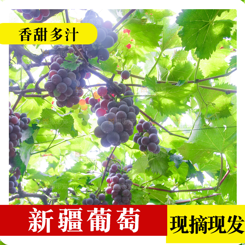 藤上的新鲜葡萄