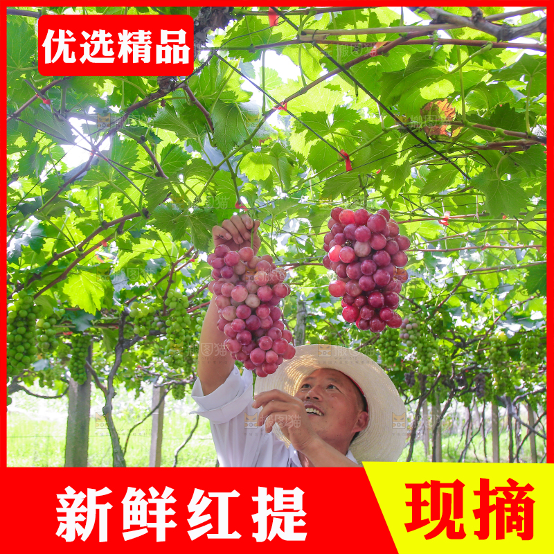 手里拿着新鲜葡萄