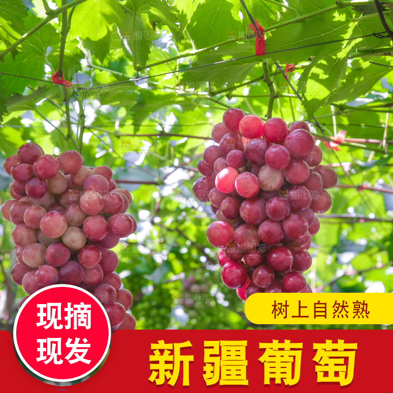 藤上的新鲜葡萄