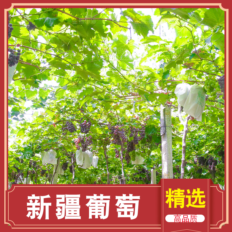 藤上的新鲜葡萄