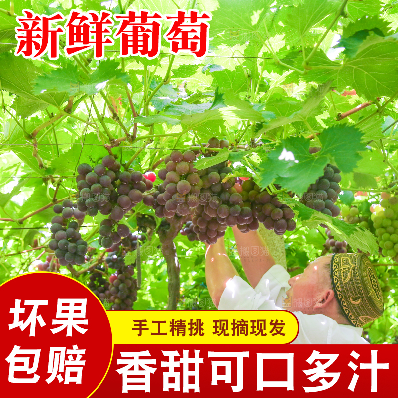 藤上的新鲜葡萄